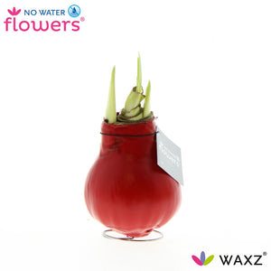 Red Waxed Hippeastrum (Amaryllis) Bulb