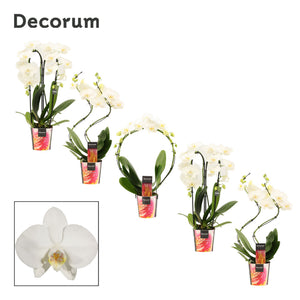 White Phalaenopsis Orchid – 2 Stem, 12cm Pot
