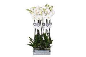 White Phalaenopsis Orchid – 12cm Pot, 60cm High