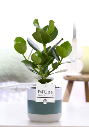 Clusia Rosea ‘Princess’ – 12cm Ceramic Pot