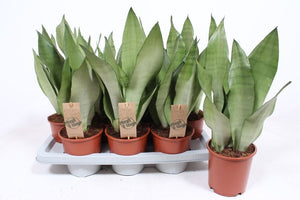 Sansevieria Moonshine – 14cm Pot, 45cm High