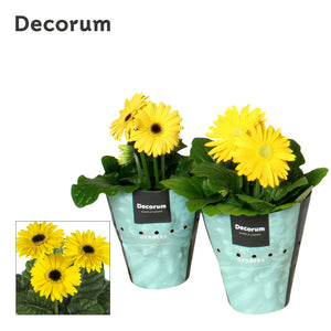 Yellow Gerbera Plant – 12cm Pot