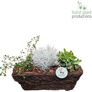 Salim Basket Plant Arrangement – 26cm Pot