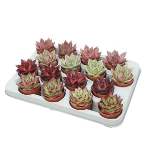 Mixed Echeveria Succulent – 7cm Pot