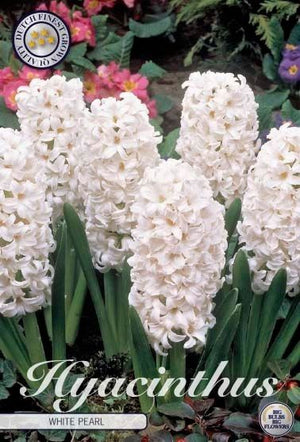 Hyacinth ‘Splendid Cornelia’ Flower Bulbs
