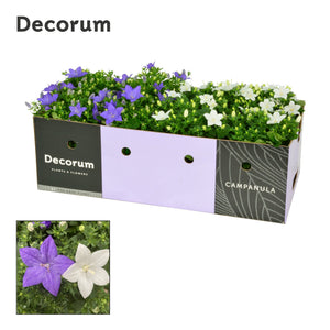 Mixed Campanula Garden Plant – 11cm Pot
