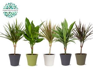 Dracaena Marginata Mixed Ceramic Pot – 14cm