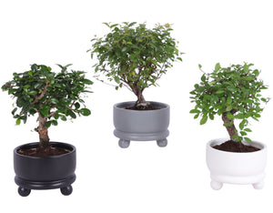 Indoor Bonsai Tree – 12cm Modern Ceramic Pot