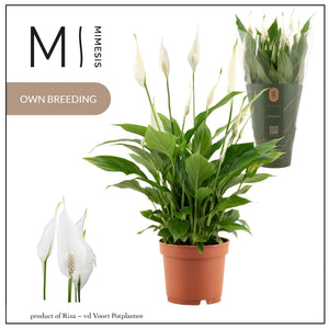 White Peace Lily (Spathiphyllum Bellini) – 13cm Pot