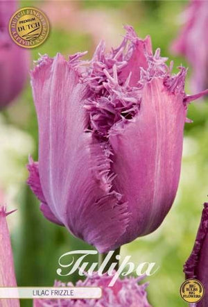 Tulipa ‘Fringed Lilac Frizzle’ Flower Bulbs – Pack of 7