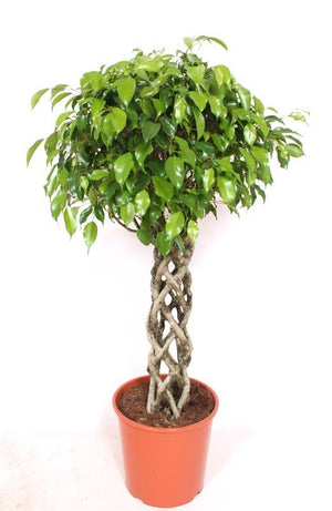 Braided Weeping Fig (Ficus benjamina) – 30cm Pot, 150cm