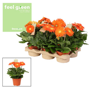 Mixed Gerbera Houseplant – 12cm Pot