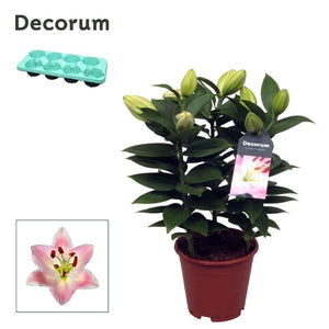 Pink Oriental Lily (Lilium) – 13cm Pot, 45cm High