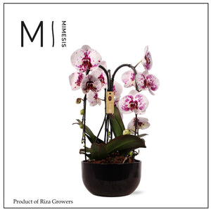 White Phalaenopsis Orchid Arrangement – 26cm Ceramic Pot
