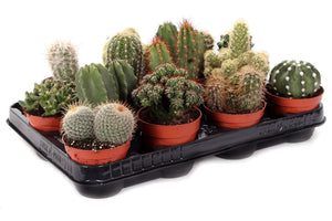 Mixed Cactus Collection – 8.5cm Pot