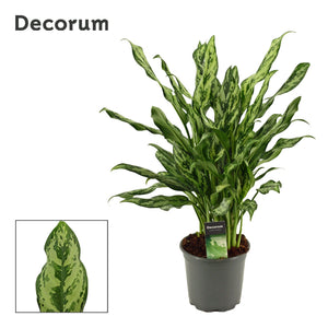 Chinese Evergreen Aglaonema 'Miss Julliette' – 17cm Pot