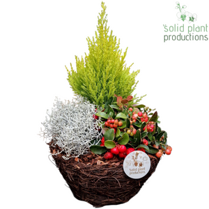 Salim Basket Plant Arrangement – 26cm Pot