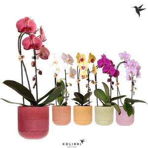 Mixed Phalaenopsis Orchid – 1 Stem, 12cm Ceramic Pot