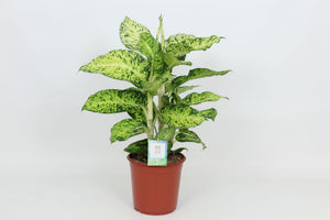 Cool Tigres Dieffenbachia (Dumb Cane) – 24cm Pot, 90cm High