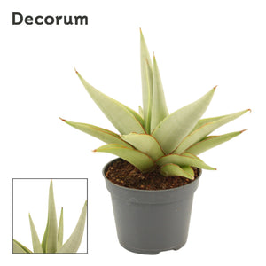 Sansevieria Crown Snake Plant – 6cm Pot