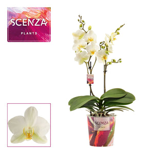 Phalaenopsis Orchid 'Lausanne' – 2 Stem, 12cm Pot