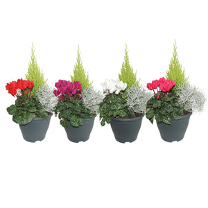 Flowering Patio Arrangement – 19cm Plastic Dish