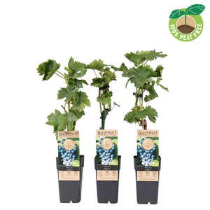 Regent Grape Vine (Vitis vinifera) – 15cm Pot