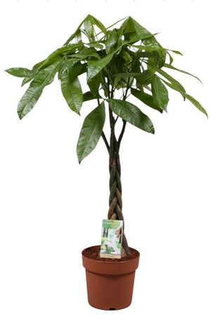 Money Tree (Pachira aquatica) – 21cm Pot, 110cm High