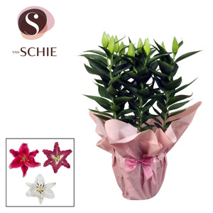 Pink Oriental Lily (Lilium) – 19cm Pot