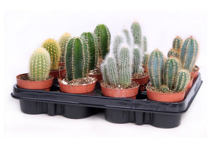 Mixed Cactus Collection – 8.5cm Pot