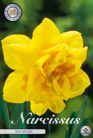 Narcissus ‘Dick Wilden’ Daffodil Bulbs – 14/16