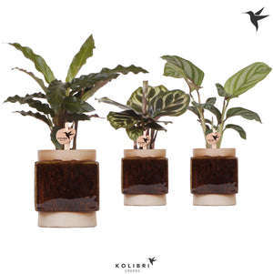 Mixed Calathea Houseplant – 6cm Ceramic Pot
