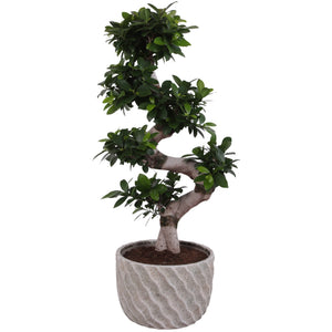 Ficus Ginseng Bonsai (Ficus microcarpa) – 27cm Ceramic Pot