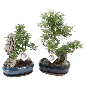 Indoor Bonsai Tree – 26cm Ceramic Pot