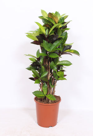 Mrs Iceton Croton (Codiaeum variegatum) – 27cm Pot