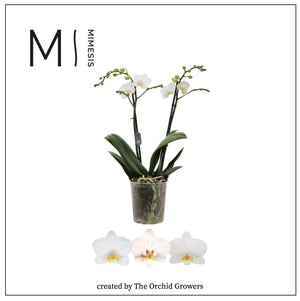 White Phalaenopsis Orchid – 4 Stem, 12cm Pot
