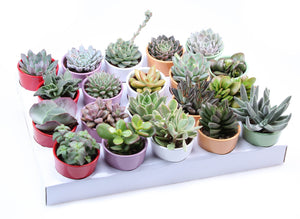 Mixed Succulent in Coloured Ceramic Pot – 7cm