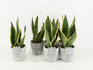 Sansevieria ‘Futura Superba’ – 13cm Stone Pot