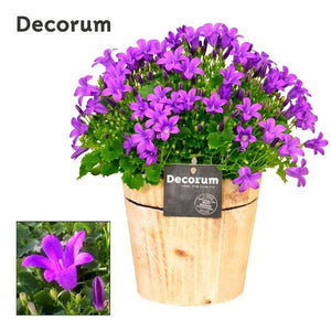 Dalmatian Bellflower (Campanula portenschlagiana) – 14cm Pot