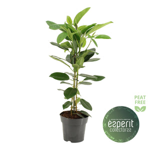 Ficus ‘Miyuki’ (Ficus microcarpa) – 17cm Pot, Approx. 65cm High