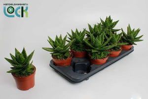 Aloe Mitriformis – 12cm Pot, 20cm High