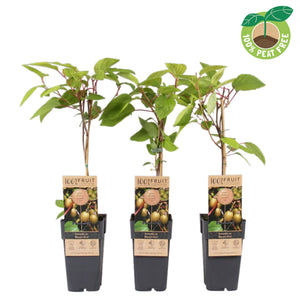 Hardy Kiwi Actinidia arguta 'Weikii' – 15cm Pot