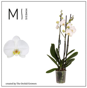 White Phalaenopsis Orchid – 12cm Pot, 70cm High