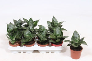 Bird’s Nest Snake Plant (Sansevieria trifasciata ‘Hahnii’) – 9cm Pot