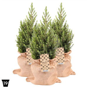 Picea Magnifique Christmas Tree in Jute Bag – 19cm Pot