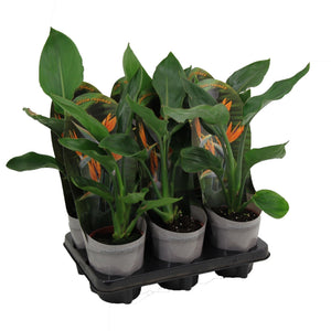 Bird of Paradise Plant (Strelitzia reginae) – 12cm Pot