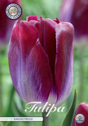 Tulip ‘Kansas Proud’ Triumph Bulbs – Pack of 10
