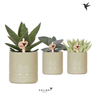 Mixed Succulent Collection – 9cm Ceramic Pot
