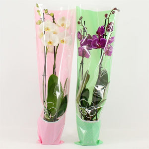 Mixed Phalaenopsis Orchid – 2 Stem, 12cm Pot