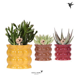 Mixed Succulent Collection in Retro Ceramic Pots – 9cm